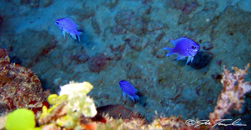 Purple Chromis in a marine aquarium