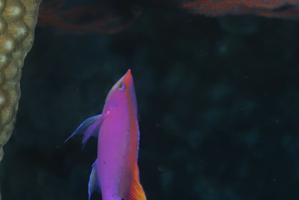 Purple Queen Anthias in a marine aquarium