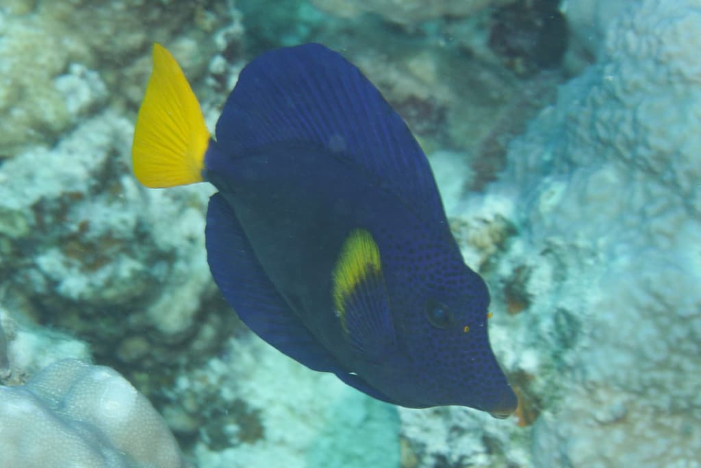 Purple Tang showing deep purple body and yellow tail