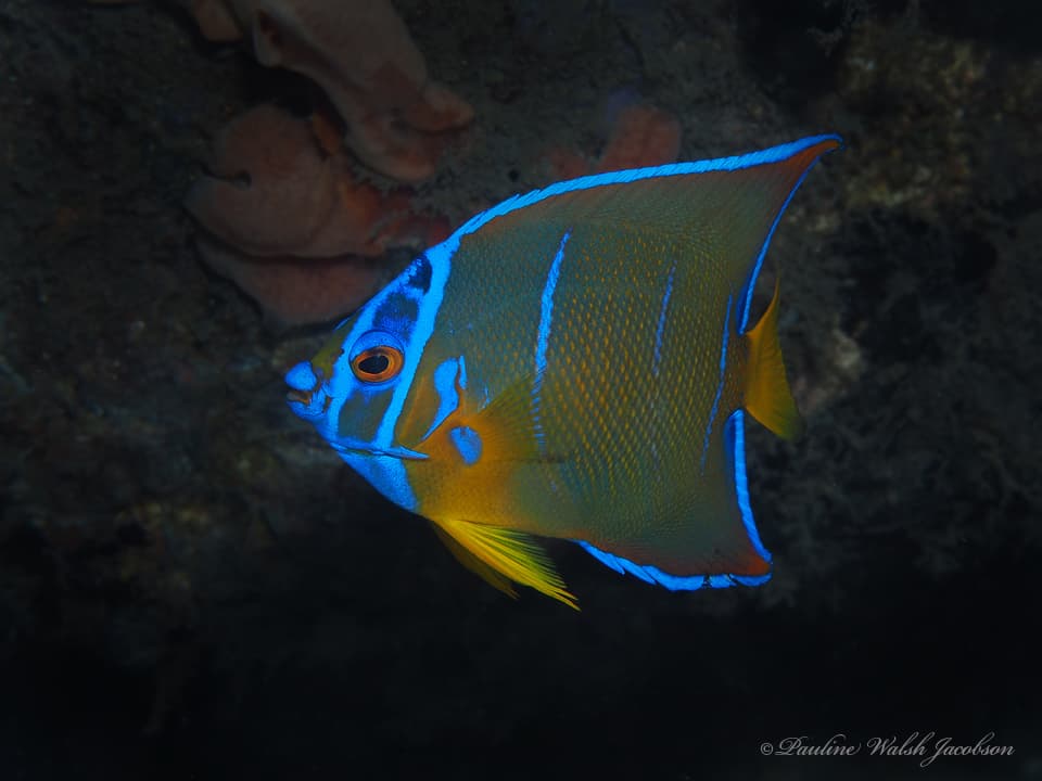 Queen Angelfish