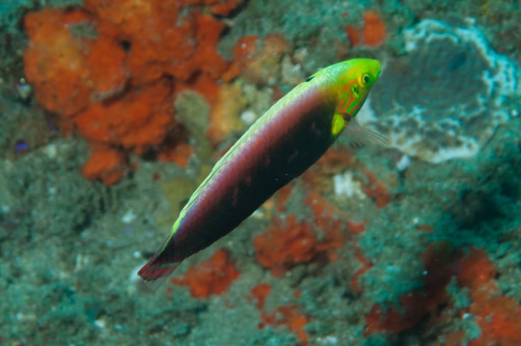 Radiant Wrasse in a marine aquarium