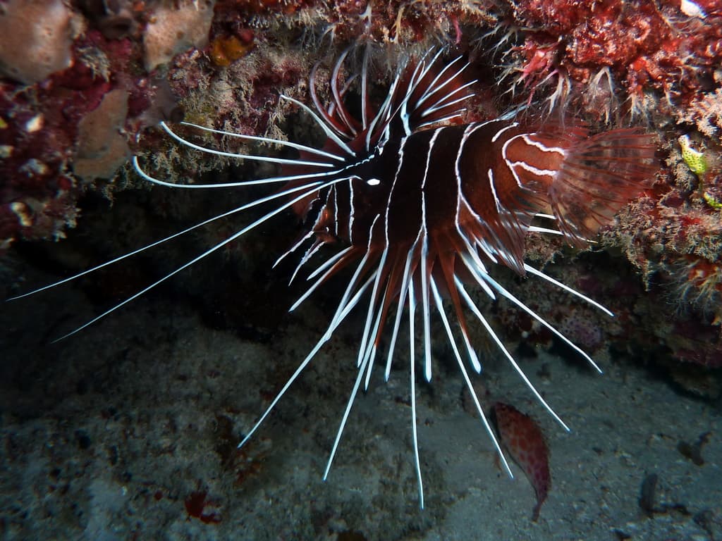Radiata Lionfish in a marine aquarium