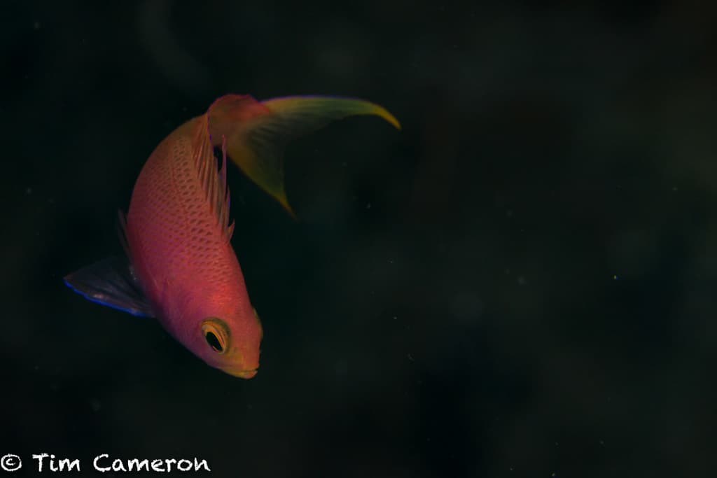 Randall's Anthias in a marine aquarium