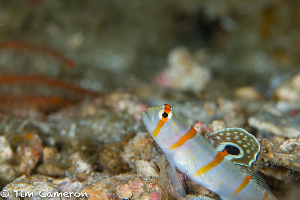 Randall's Goby