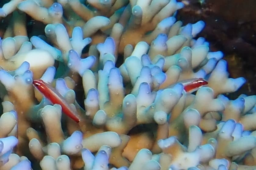 Red Neon Eviota in a marine aquarium