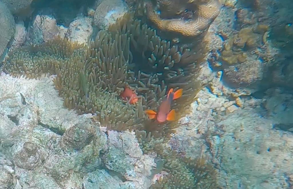 Red Saddleback Clownfish in a marine aquarium