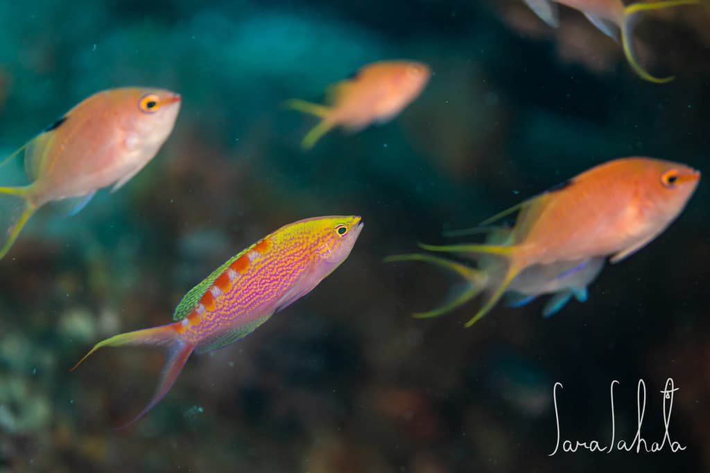 Red Saddled Anthias in a marine aquarium