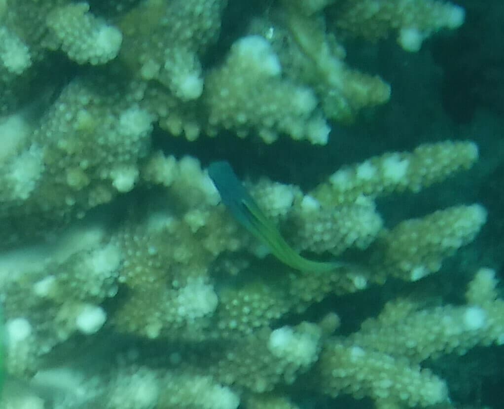 Red Sea Mimic Blenny in a marine aquarium