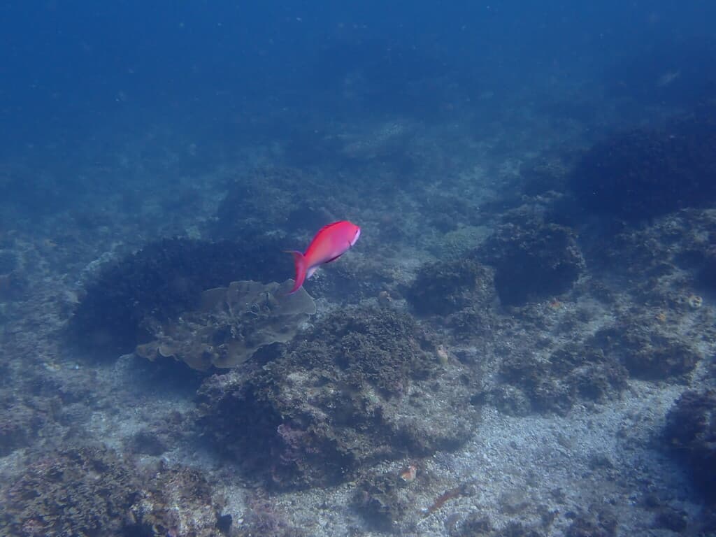 Redbar Anthias in a marine aquarium