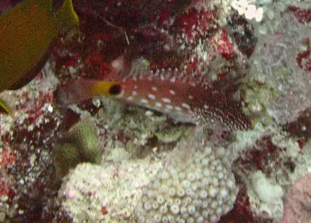 Redbar Hawkfish in a marine aquarium