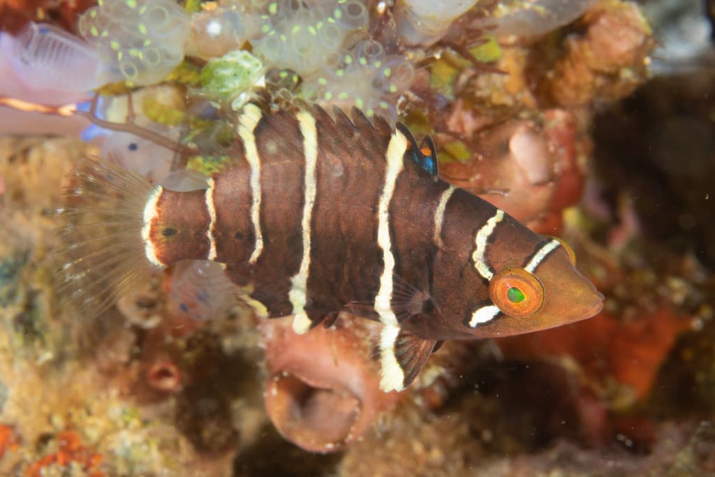 Redbreasted Wrasse in a marine aquarium