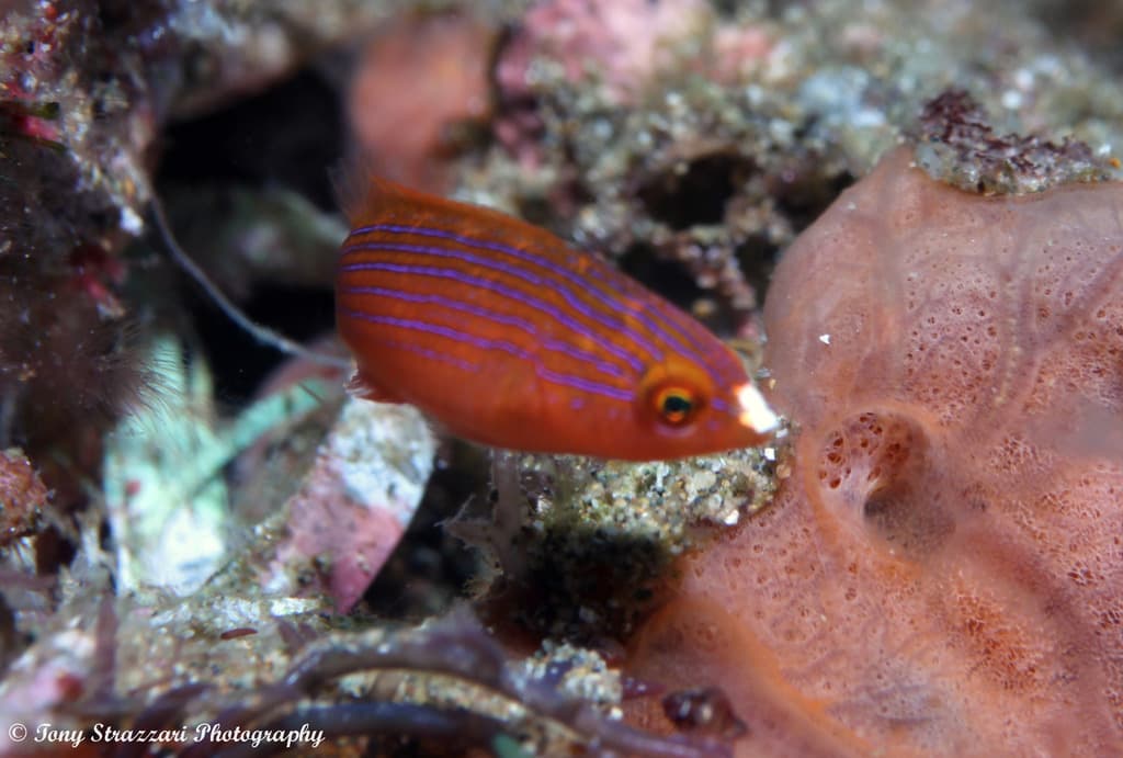 Redfin Fairy Wrasse in a marine aquarium