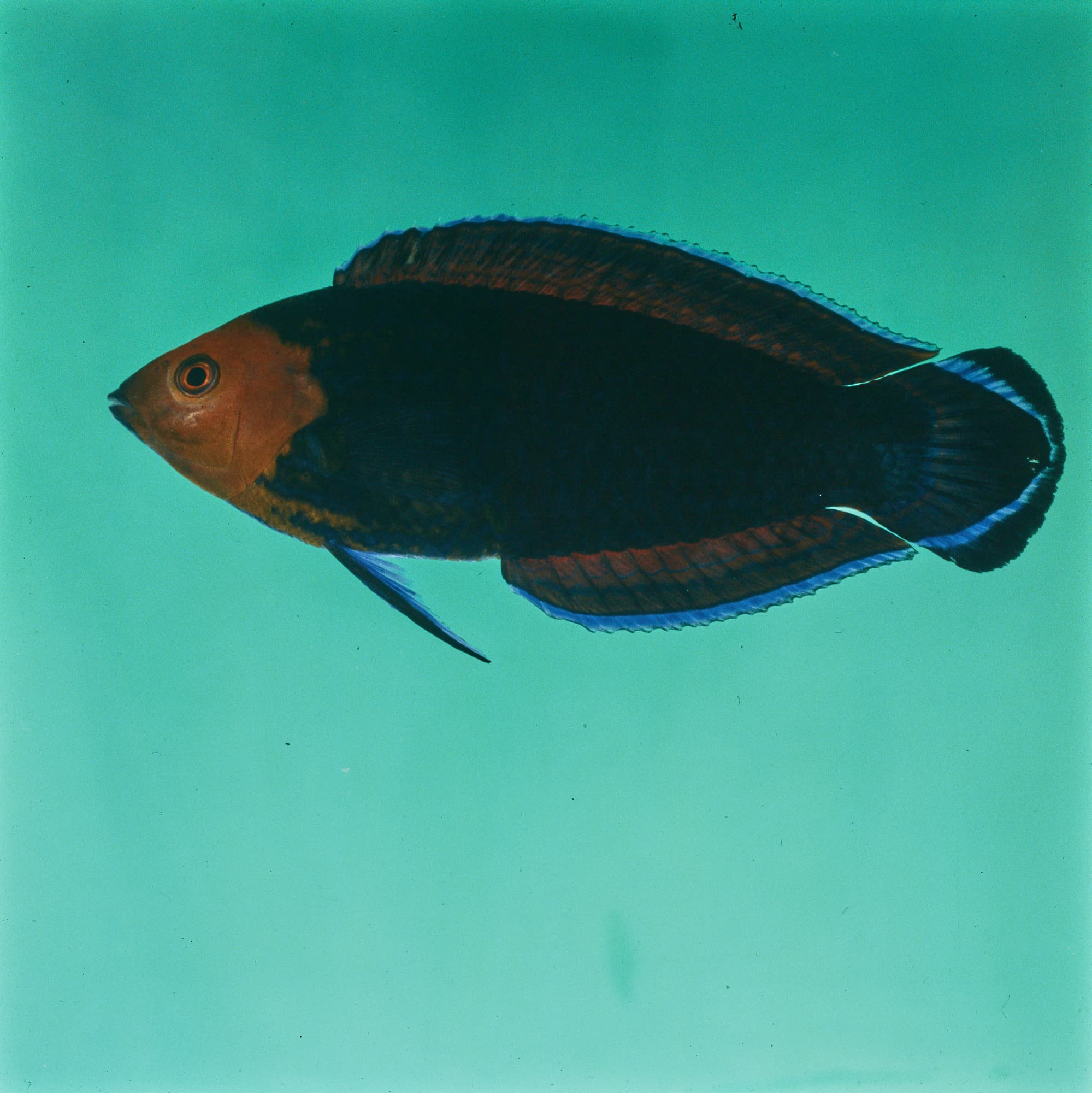 Redhead Wrasse displaying its distinctive red-orange head