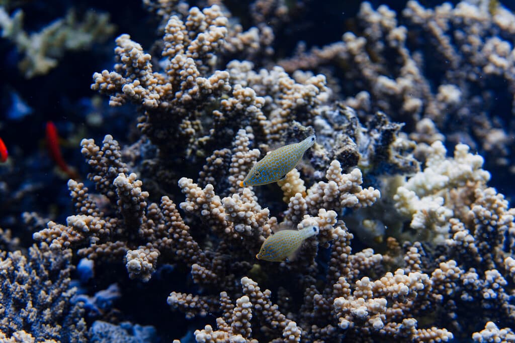 Reef Filefish in a marine aquarium