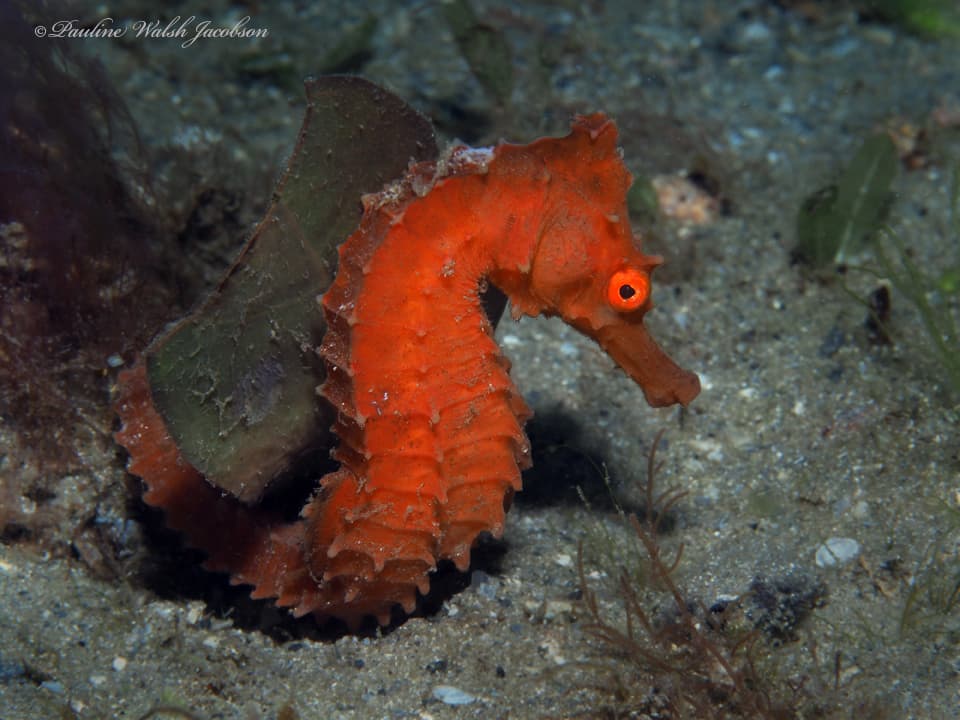 Reidi Seahorse in a marine aquarium