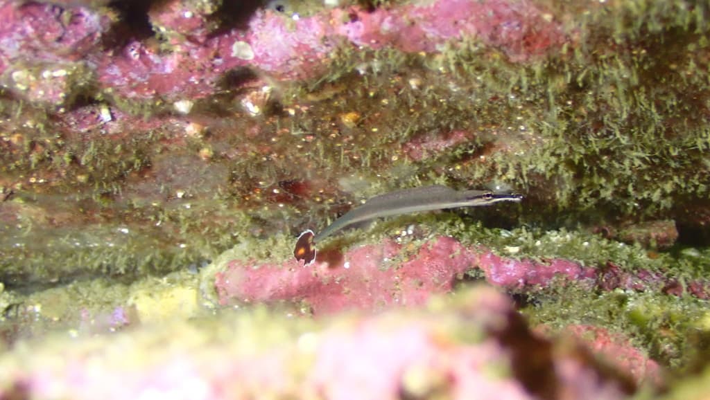 Ringed Pipefish in a marine aquarium