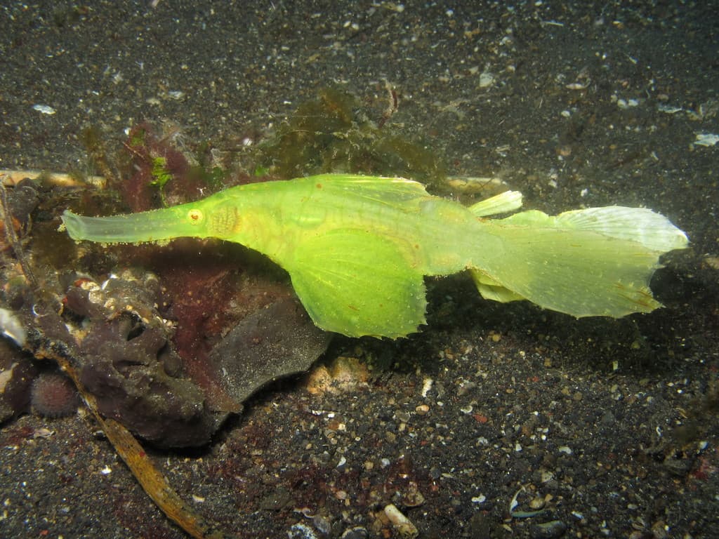 Robust Ghost Pipefish in a marine aquarium