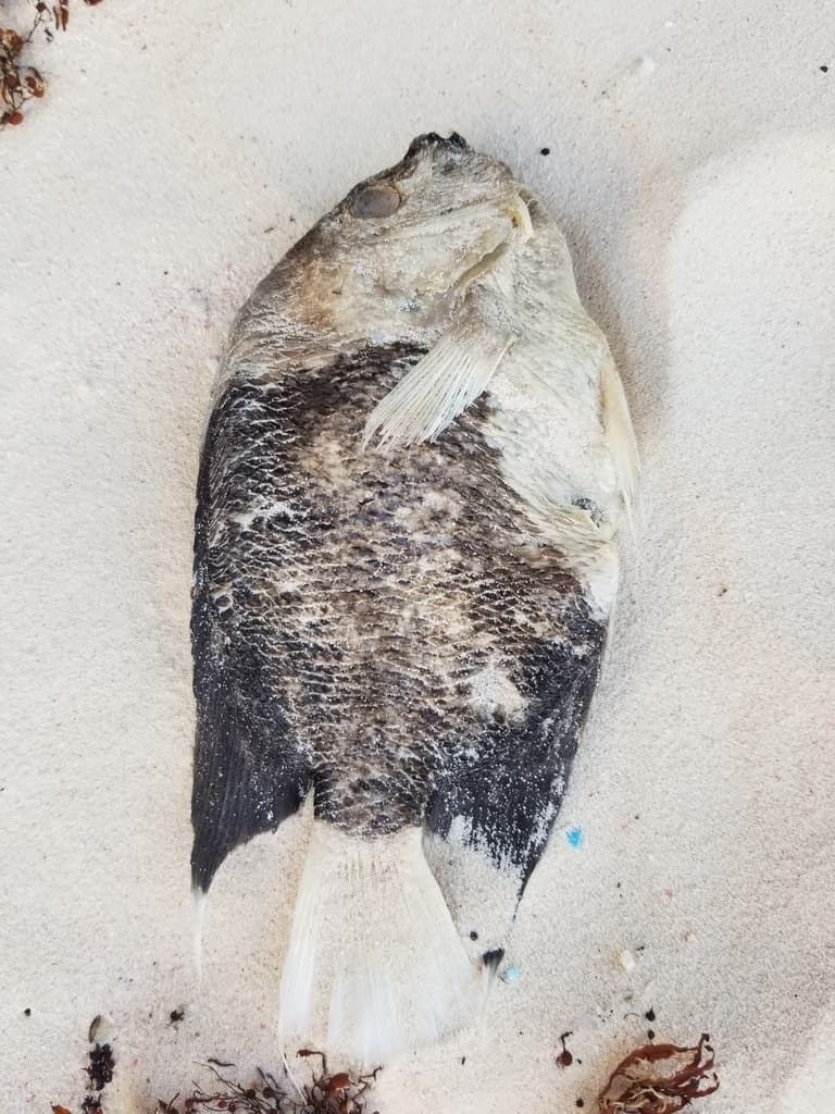 Rock Beauty Angelfish in a marine aquarium