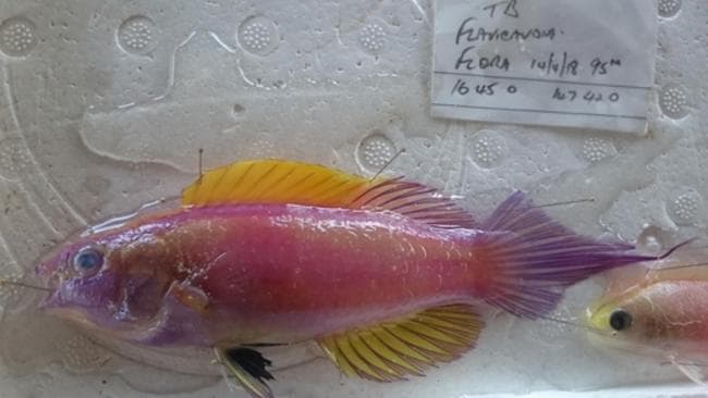 Rose-band Fairy Wrasse in a marine aquarium