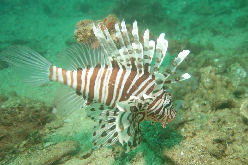 Russell Lionfish in a marine aquarium