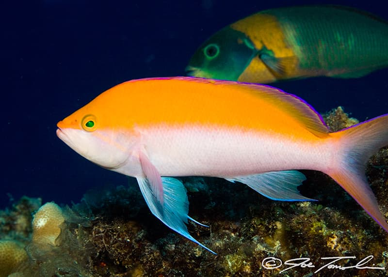 Saddle Wrasse showing distinctive orange saddle marking