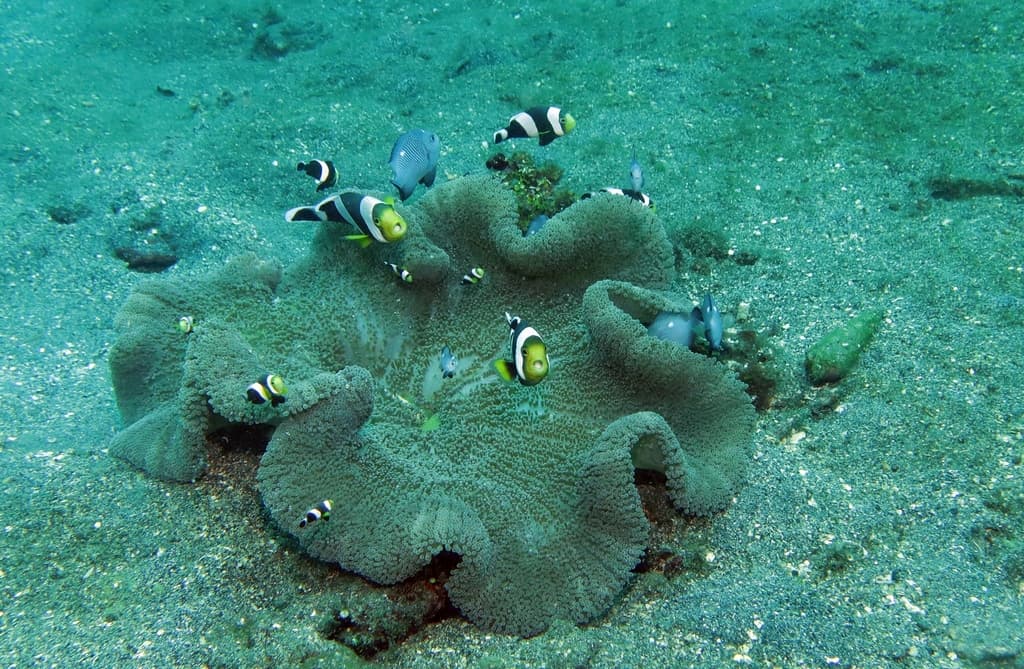 Saddleback Clownfish in a marine aquarium