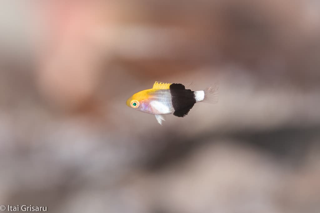 Saddleback Hogfish in a marine aquarium