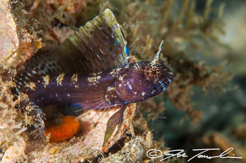 Sailfin Blenny displaying its large dorsal fin