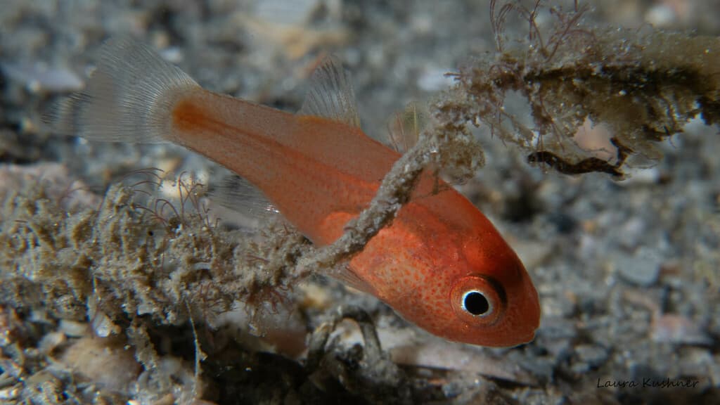 Sawcheek Cardinalfish showing serrated preopercle