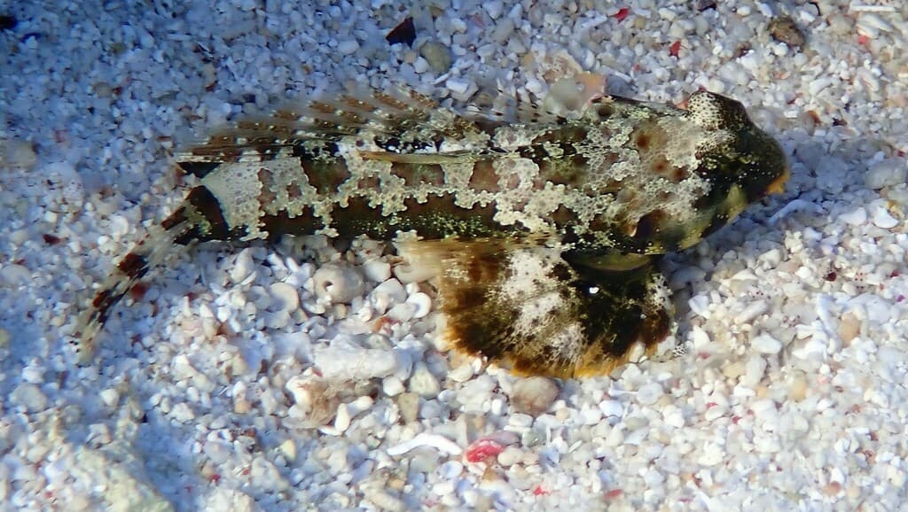 Scooter Dragonet perched on live rock showing mottled camouflage pattern