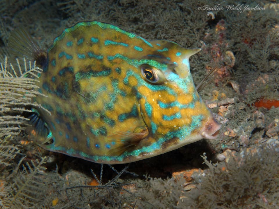 Scrawled Cowfish displaying blue line markings in a marine aquarium
