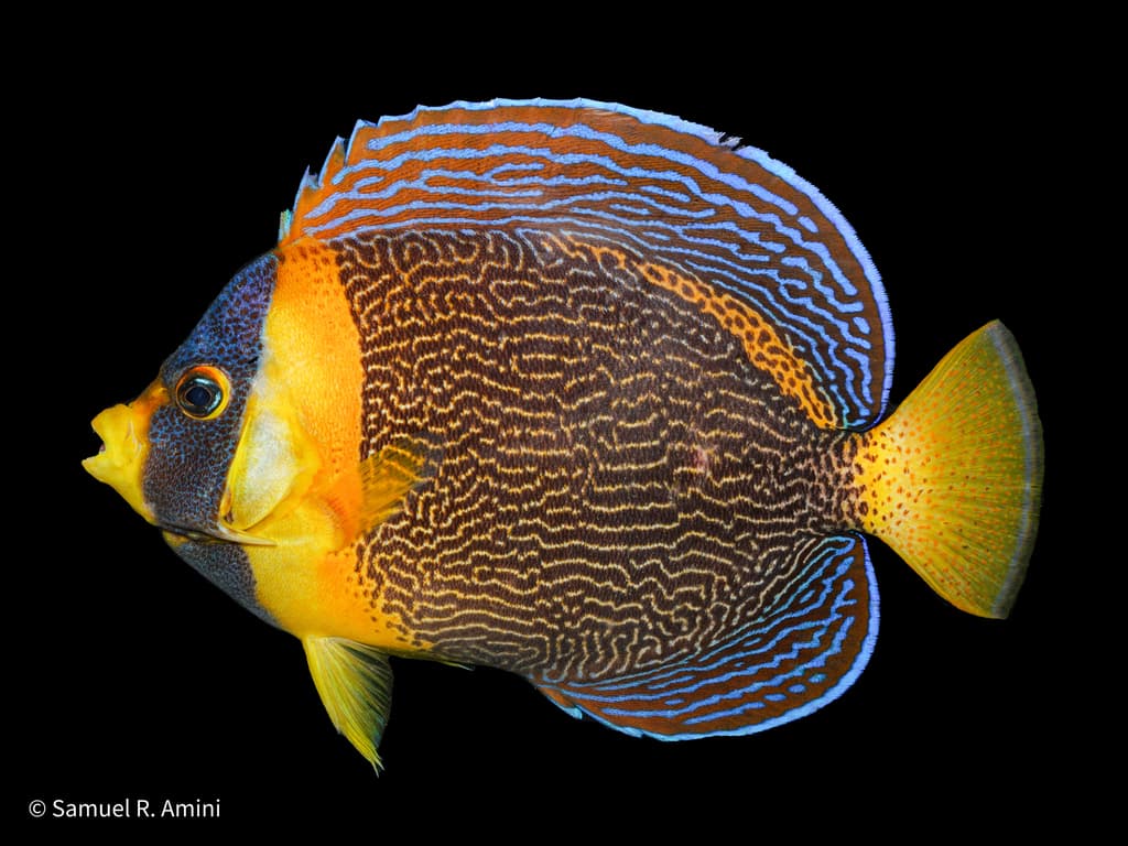 Scribbled Angelfish in a marine aquarium