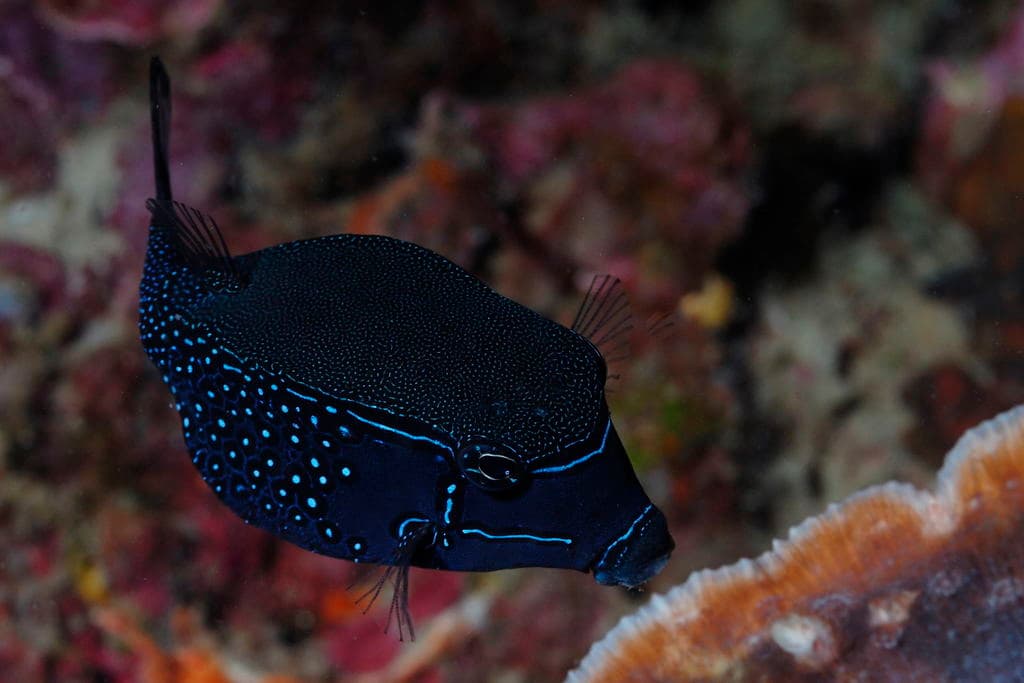 Scribbled Boxfish in a marine aquarium