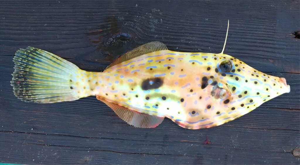 Scribbled Filefish in a marine aquarium