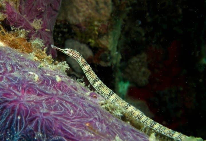 Scribbled Pipefish in a marine aquarium