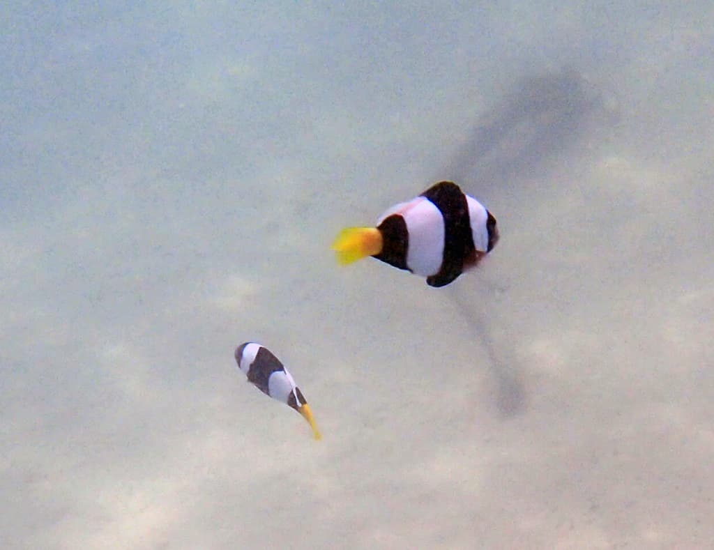 Sebae Clownfish in a marine aquarium