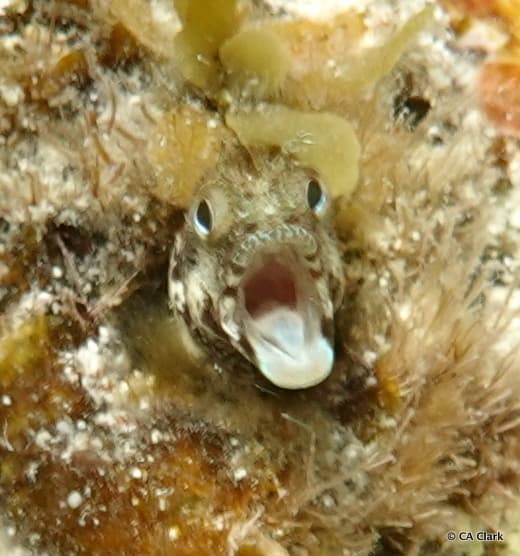 Secretary Blenny peering from its tube shelter