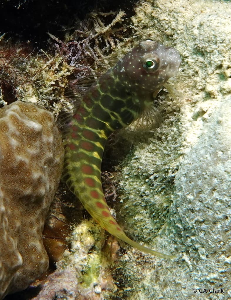 Segmented Sailfin Blenny in a marine aquarium