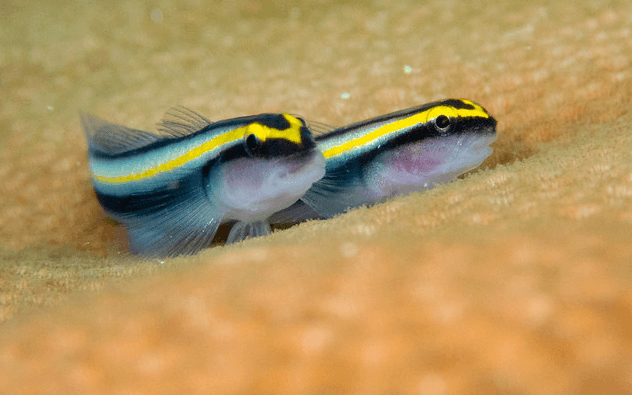 Sharknose Goby