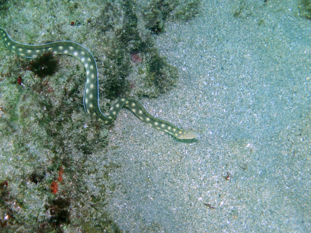 Sharptail Eel in a marine aquarium