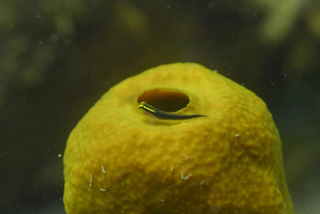 Shortstripe Goby in a marine aquarium
