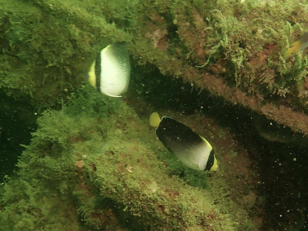 Singapore Angel in a marine aquarium