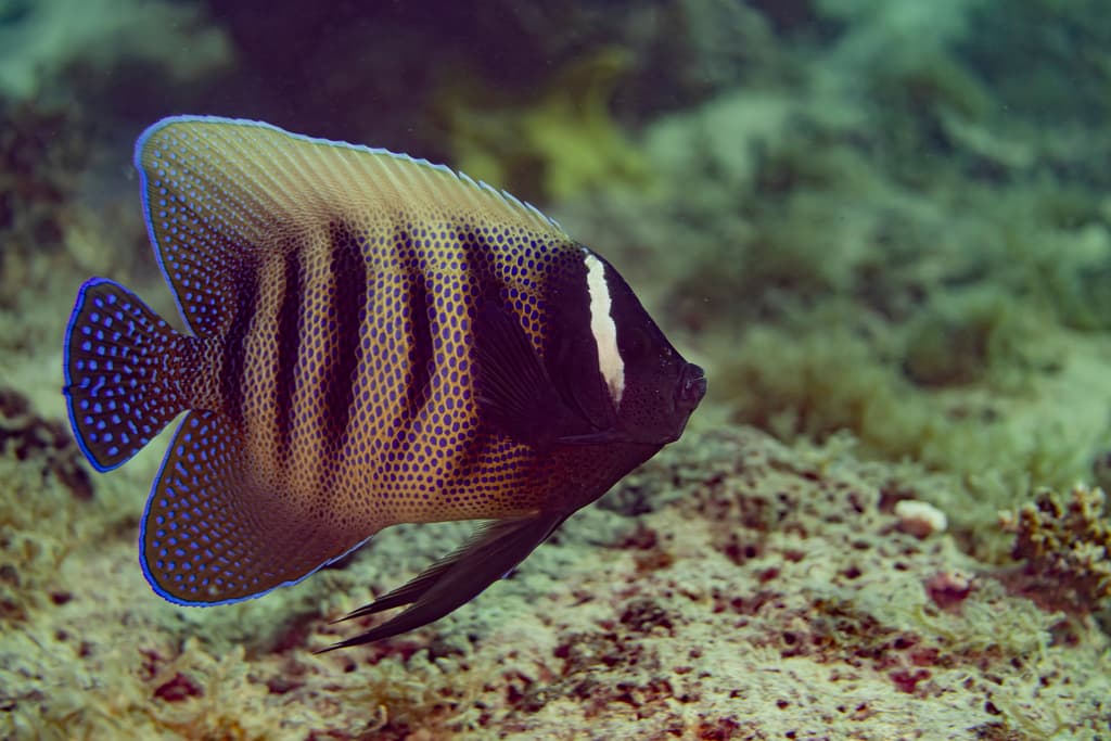Six Banded Angelfish in a marine aquarium