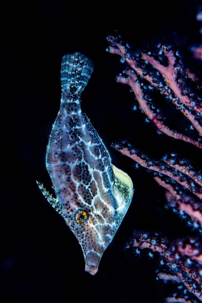 Slender Filefish in a marine aquarium