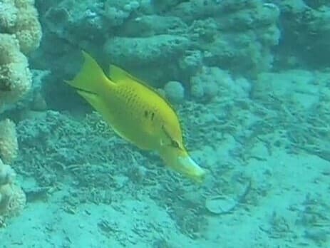 Slingjaw Wrasse displaying its remarkable extensible jaw