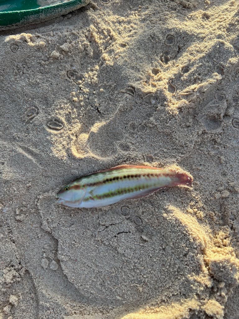 Slippery Dick Wrasse displaying striped coloration