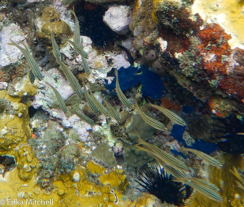 Smallmouth Grunt showing yellow horizontal stripes
