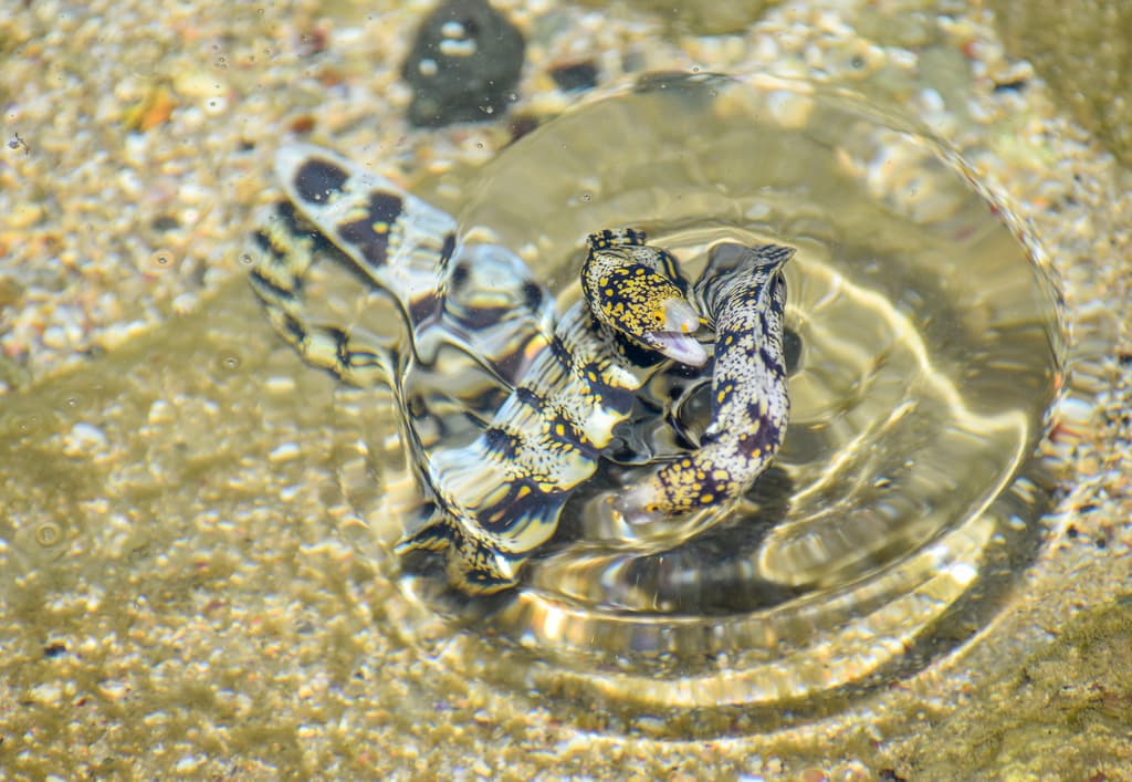 Snowflake Moray Eel emerging from a crevice in the reef