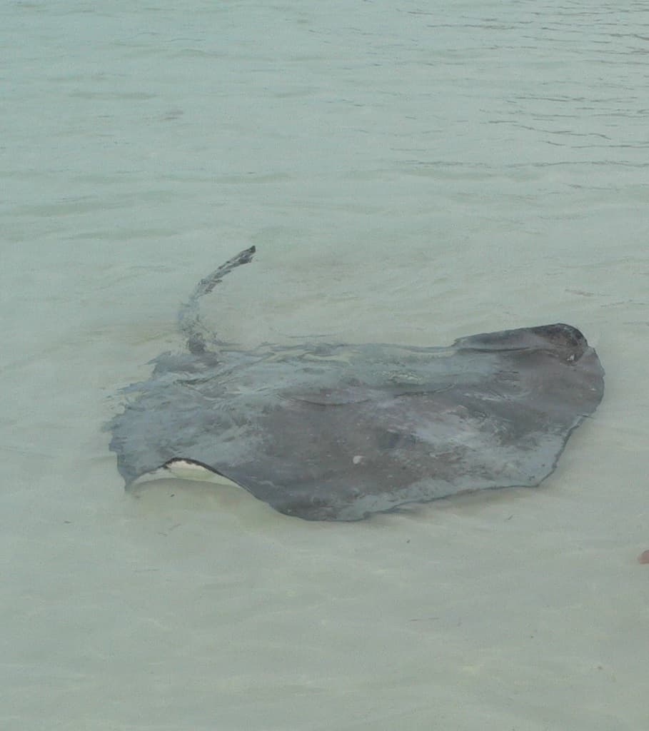 Southern Stingray in a marine aquarium