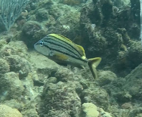 Spanish Grunt displaying yellow stripe pattern